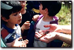 Homeschoolers go on field trips in small groups